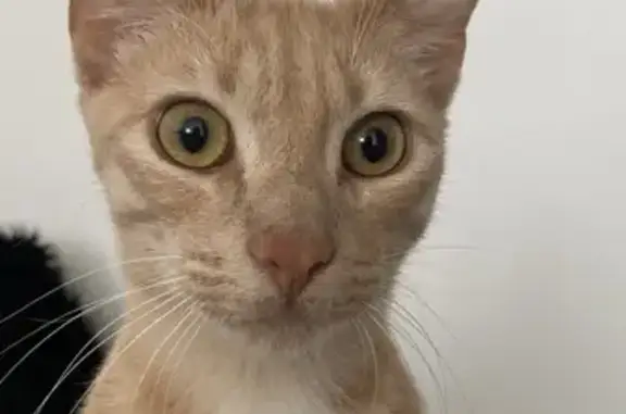 Animaux perdus Henrichemont, photo: Chat roux clair perdu à Henrichemont