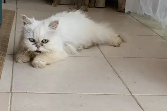 Chatte blanche trouvée à Porto-Vecchio - photo