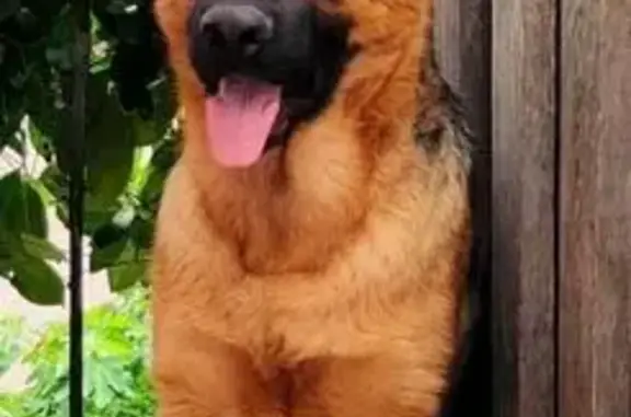 Chien Perdu à Solliès-Pont: Aidez Fanny - photo