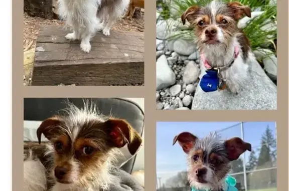 Lost Dog: Scruffy, Small, Green Collar