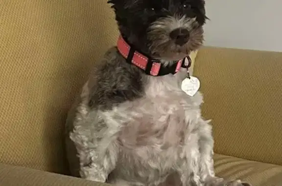 Missing dog Bartlett, photo: Lost Dog: White & Gray, Orange Collar