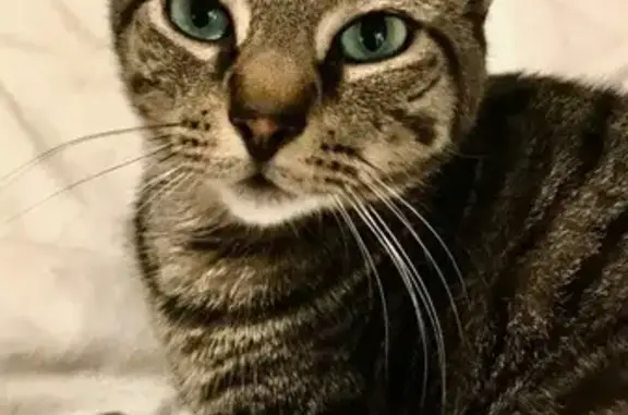 Lost Tabby: Bright Eyes in Palm Harbor