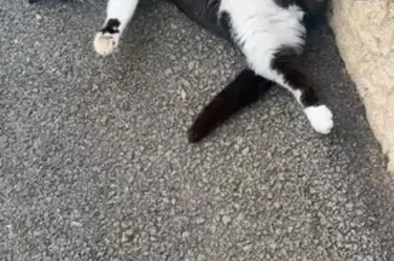 Chat perdu, , photo: Chat perdu à Chemilly, Auvergne-Rhône-Alpes
