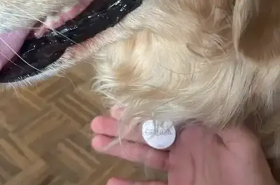 ¡Ayuda! Golden Retriever perdida en BCN
