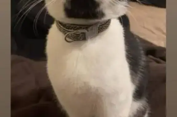 Lost Cat: Black & White Bobtail, Clarksville