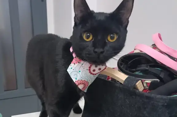 Gato Negro Perdido en El Ejido: San Lucas 54
