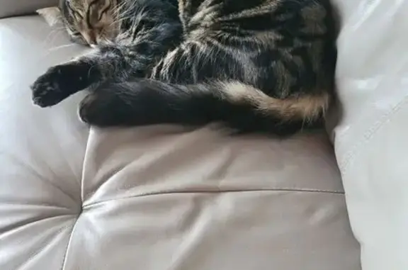 Animaux perdus , photo: Chat perdu à Sotteville-lès-Rouen