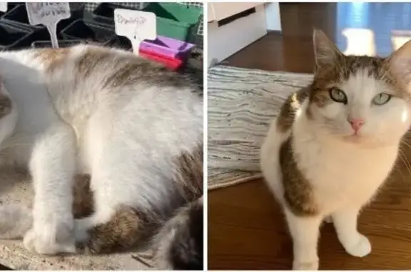 Chatte perdue, blanche et marron, Miribel - photo