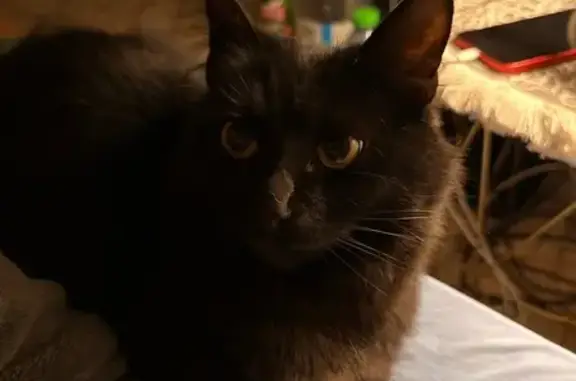 Lost: Black Fluffy Kitten on Craddock St