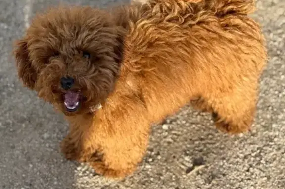 Perro Perdido: Sofi, Pequeña y Dientes Grandes