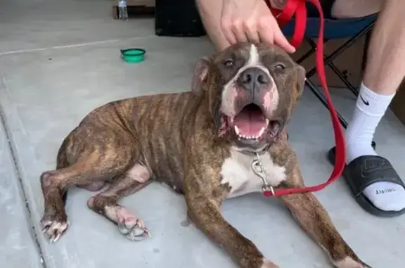 Found dog Charlotte, photo: Found Brindle Pit: Injured, No Tag, Charlotte