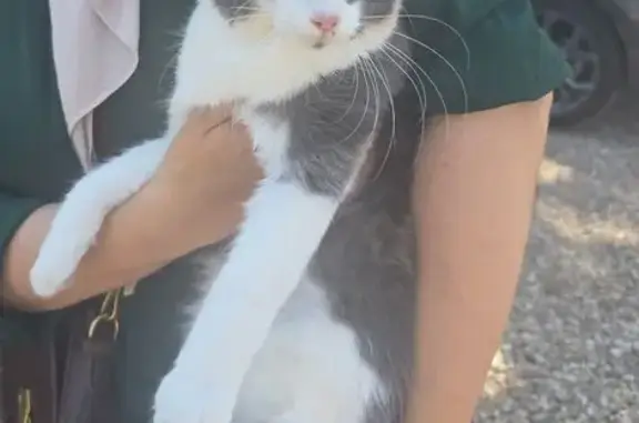 Chatte écaille trouvée à Saran - photo