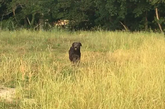 Animaux trouvés Mirande, photo: Chien noir errant secteur collège Mirande