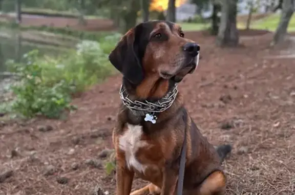 Missing dog Canton, photo: Lost Coonhound on Stoneview Drive