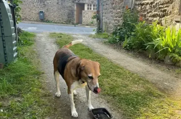 Animaux trouvés Saint-Pierre-Église, photo: Chien croisé trouvé à Saint-Pierre-Église