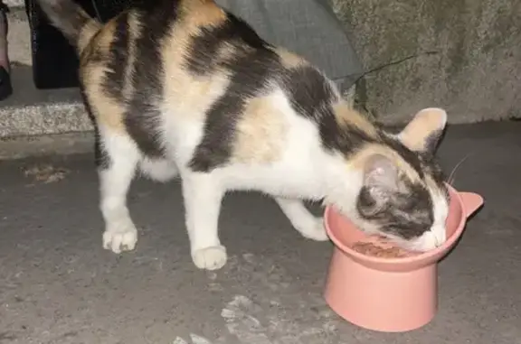 Chat enceinte trouvée à Laxou D39, 8 - photo