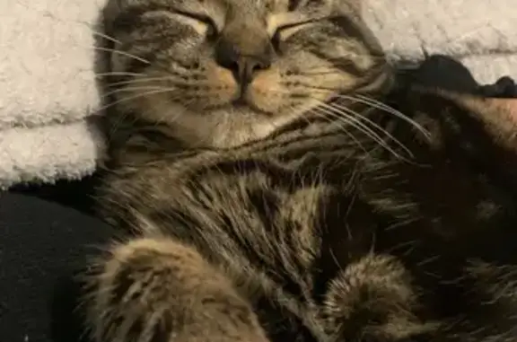 Chat Perdu: Athena, Tigrée Câline à Rosières - photo