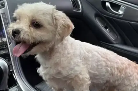 Found dog , photo: Found: Small White Dog Near Pet Salon