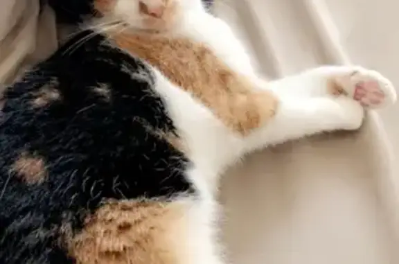 Lost Calico Cat Near East Rich St - Reward!