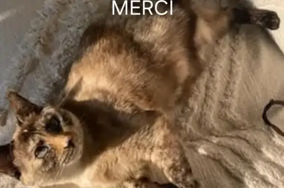 Chat perdu, Rueil-Malmaison, photo: Chatte perdue écaille, 4 ans, Figeac