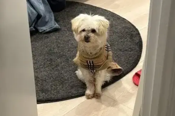 Lost Dog Coco in Burberry Sweater