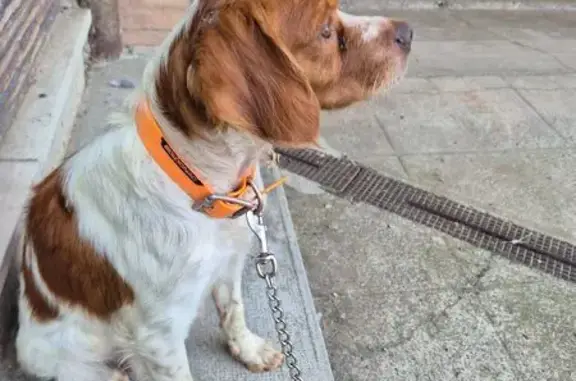 Chien perdu , photo : Chienne perdue le 19/06 à La Môle
