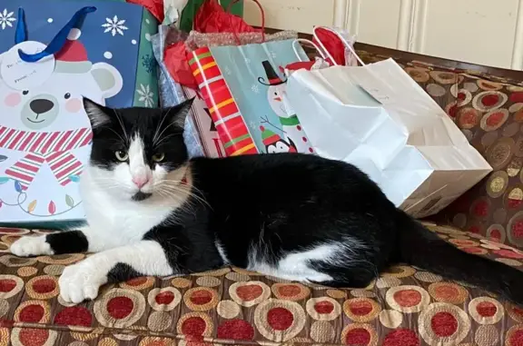 Missing cat Cleveland, photo: Missing Black & White Cat on Leflore Ave