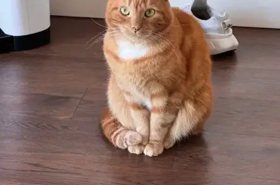 Missing cat San Diego, photo: Lost: Friendly Orange Cat, Univ Ave, SD