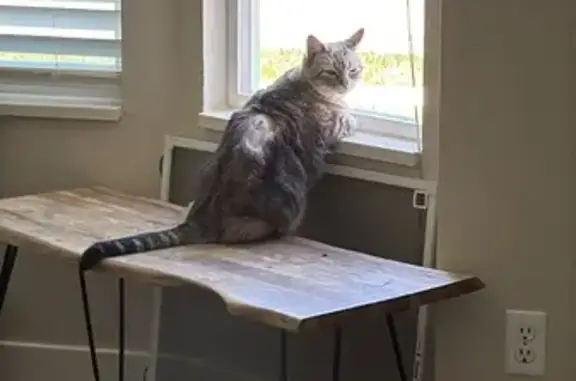 Lost and found pets Taylorsville, photo: Lost Gray Cat: Chubby & Shy in Taylorsville