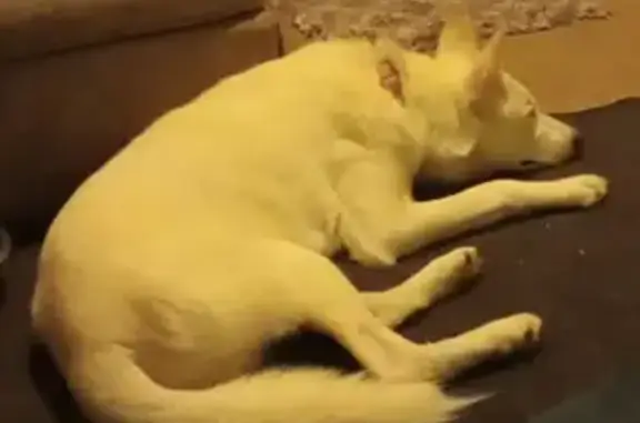 Lost Husky: White, Blue Eyes, Black Harness