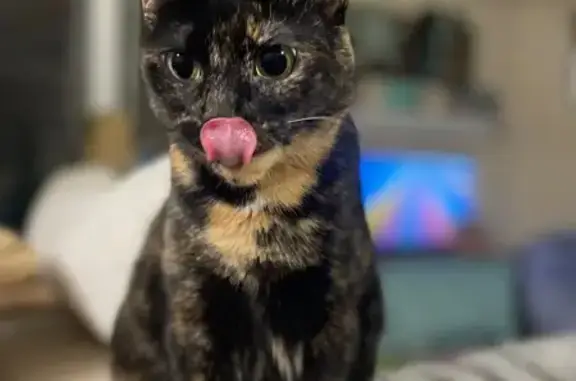 Lost and found pets Greenville, photo: Lost Tortoise Shell Cat: Hensley Rd