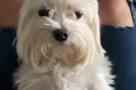 Lost pets Collierville, photo: Lost Maltese: White, Friendly, Blue Collar