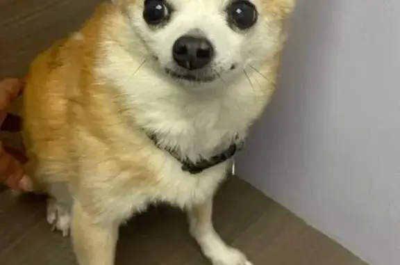 Lost and found pets Montgomery, photo: Lost 15-Year-Old Chihuahua: $500 Reward!