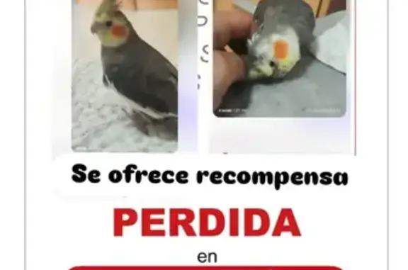 Ave Perdida en Sevilla: Canta y Es Cariñosa