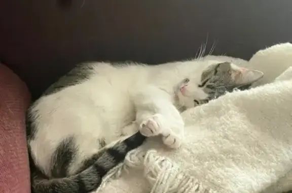 Lost Cat: Vocal White & Gray Tabby