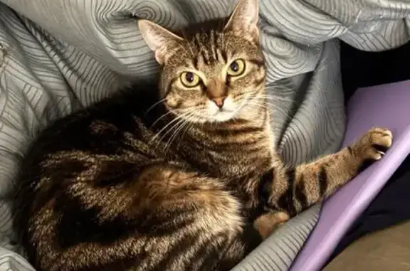 Lost and found pets Davie, photo: Lost Tabby Cat Luna in Davie, FL
