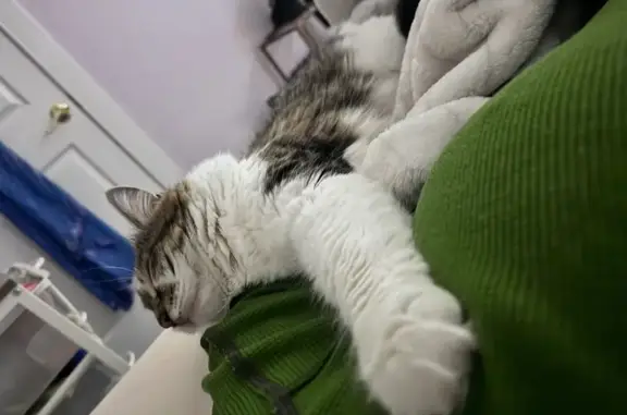 Lost One-Eyed Cat in Jacksonville