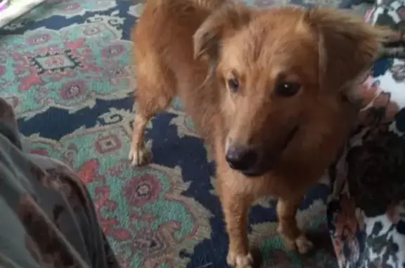 Found dog Ansted, photo: Found: Sweet Reddish Brown Dog in Ansted