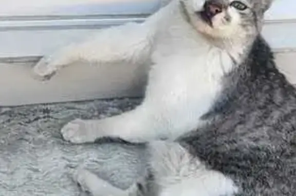 Gato Gris Perdido en Puebla: Atigrado y Cariñoso