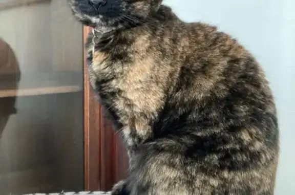 Lost and found pets Cleveland Heights, photo: Lost Tortoiseshell Cat: Layla in Cleveland