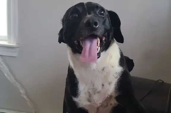 Lost and found pets Lynn, photo: Friendly Black & White Dog Lost in Lynn