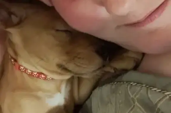 Lost Tan Pitbull Puppy: Lilo in Milwaukee