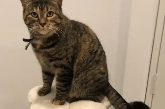 Help Find Bunny: Brown Tabby Lost in Ryde