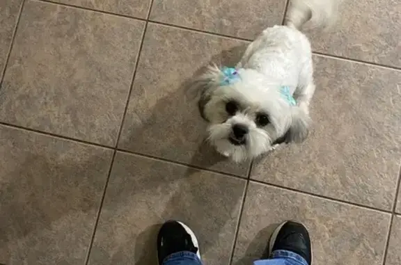 Missing dog Tucson, photo: Lost: Shy White Dog on Snapdragon St