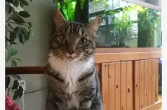 Lost Cat: Unique White-Legged Feline