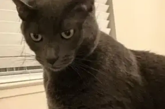 Lost Gray Cat with Unique Extra Paws