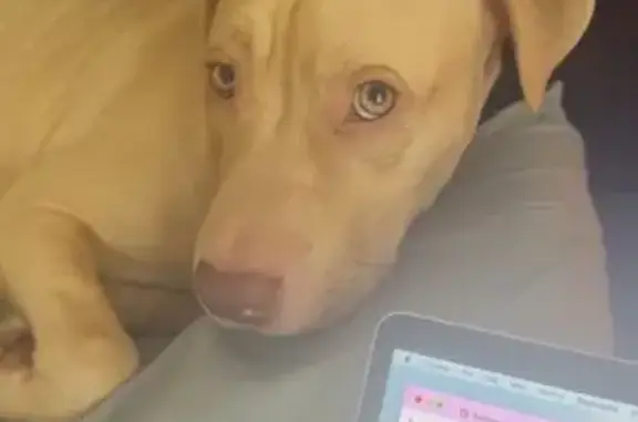 Lost Tan Staffy: Skiddish, Call Now!