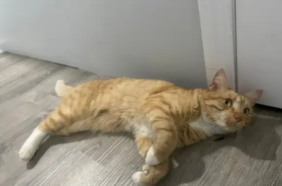 Found Cat on Princeton St, Bos...
