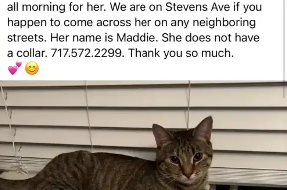 Lost pets Westfield, photo: Friendly Grey Cat Missing on Stevens Ave