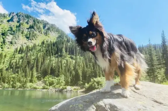 Lost Tri-Color Mini Aussie in Spirit Lake